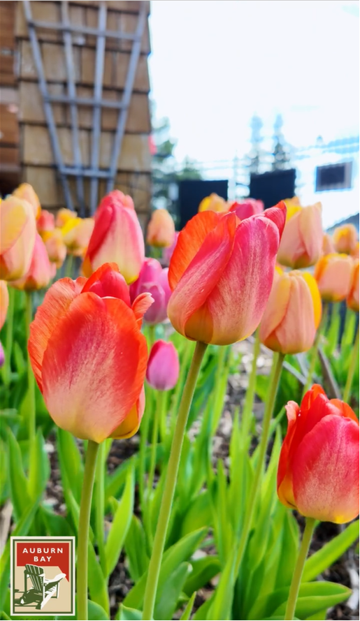 Welcome to Spring at Auburn Bay Lake